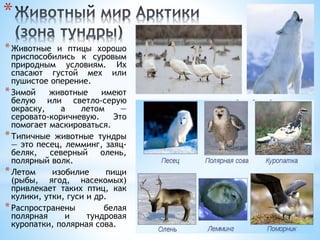 *
*Животные и птицы хорошо
приспособились к суровым
природным условиям. Их
спасают густой мех или
пушистое оперение.
*Зимой животные имеют
белую или светло-серую
окраску, а летом —
серовато-коричневую. Это
помогает маскироваться.
*Типичные животные тундры
— это песец, лемминг, заяц-
беляк, северный олень,
полярный волк.
*Летом изобилие пищи
(рыбы, ягод, насекомых)
привлекает таких птиц, как
кулики, утки, гуси и др.
*Распространены белая
полярная и тундровая
куропатки, полярная сова.
 