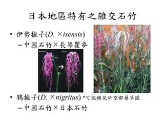 Pinks And Carnations