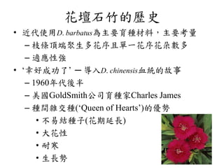 Pinks And Carnations