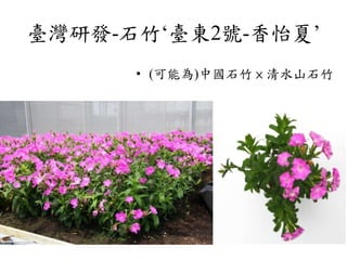 Pinks And Carnations