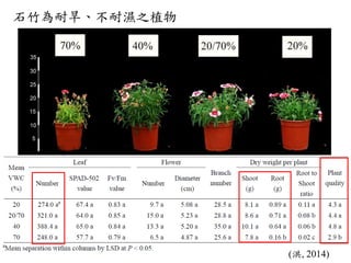 Pinks And Carnations