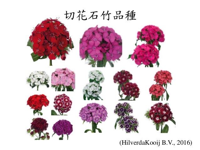 Pinks And Carnations Pinks And Carnations