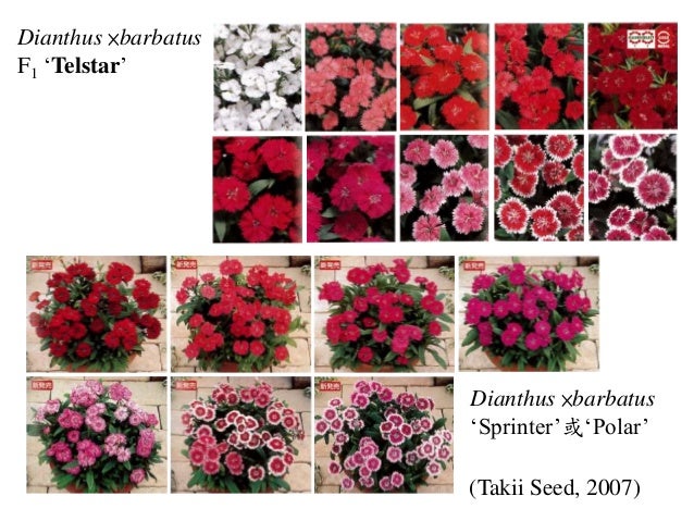 Pinks And Carnations Pinks And Carnations