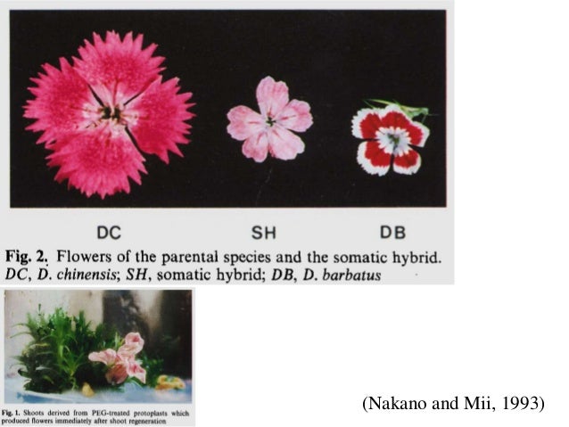 Pinks And Carnations Pinks And Carnations
