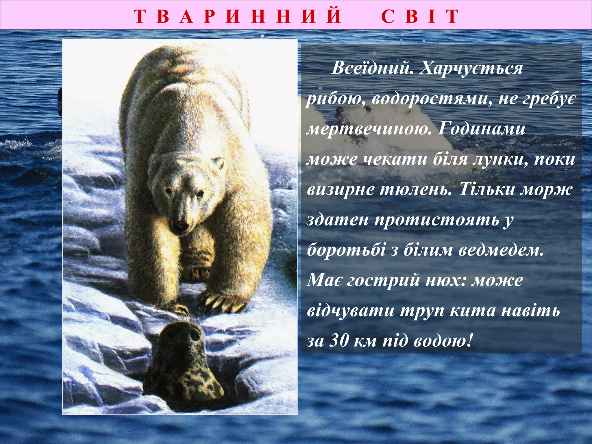 Т В А Р И Н Н И Й С В І Т
Всеїдний. Харчується
рибою, водоростями, не гребує
мертвечиною. Годинами
може чекати біля лунки, поки
визирне тюлень. Тільки морж
здатен протистоять у
боротьбі з білим ведмедем.
Має гострий нюх: може
відчувати труп кита навіть
за 30 км під водою!
 