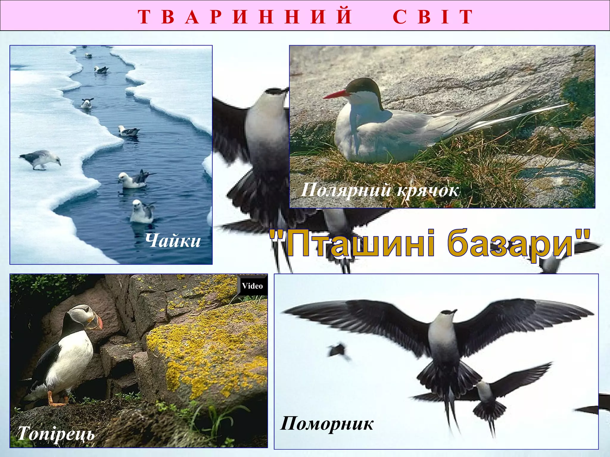 Т В А Р И Н Н И Й С В І Т
Полярний крячок
Чайки
Поморник
Топірець
Video
 