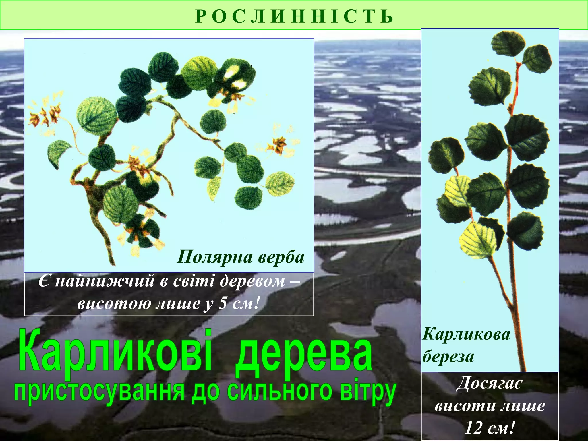 Р О С Л И Н Н І С Т Ь
Досягає
висоти лише
12 см!
Є найнижчий в світі деревом –
висотою лише у 5 см!
Карликова
береза
Полярна верба
 