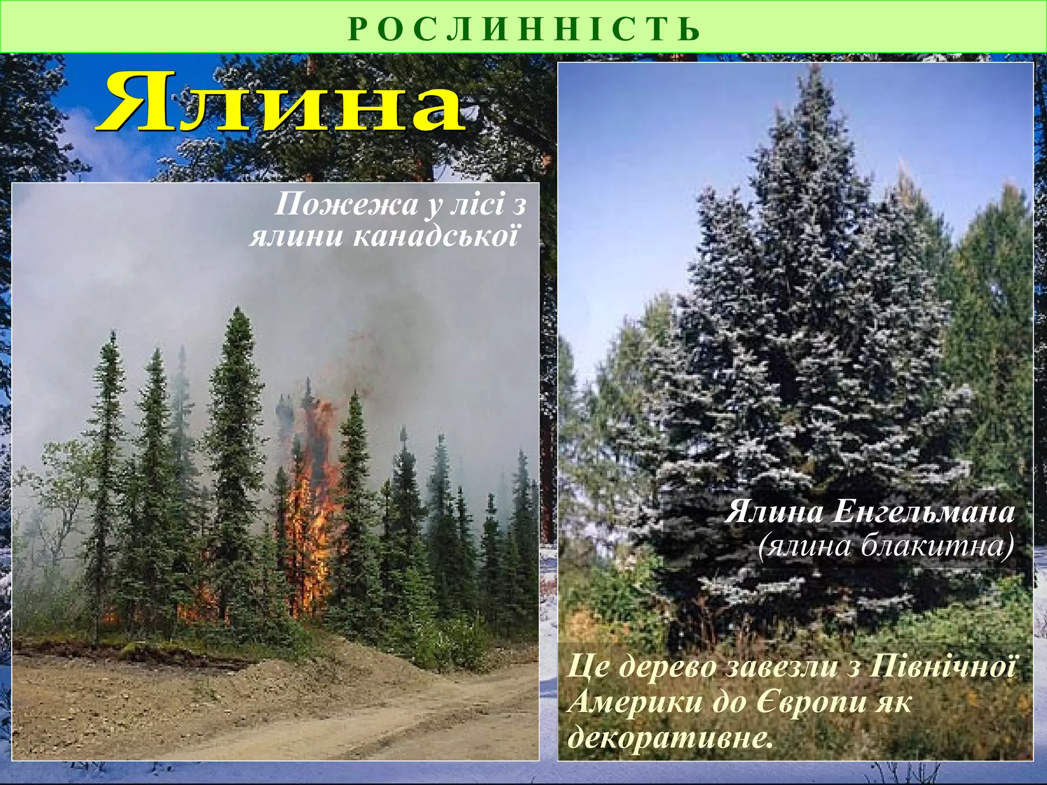 Р О С Л И Н Н І С Т Ь
Пожежа у лісі з
ялини канадської
Ялина Енгельмана
(ялина блакитна)
Це дерево завезли з Північної
Америки до Європи як
декоративне.
 