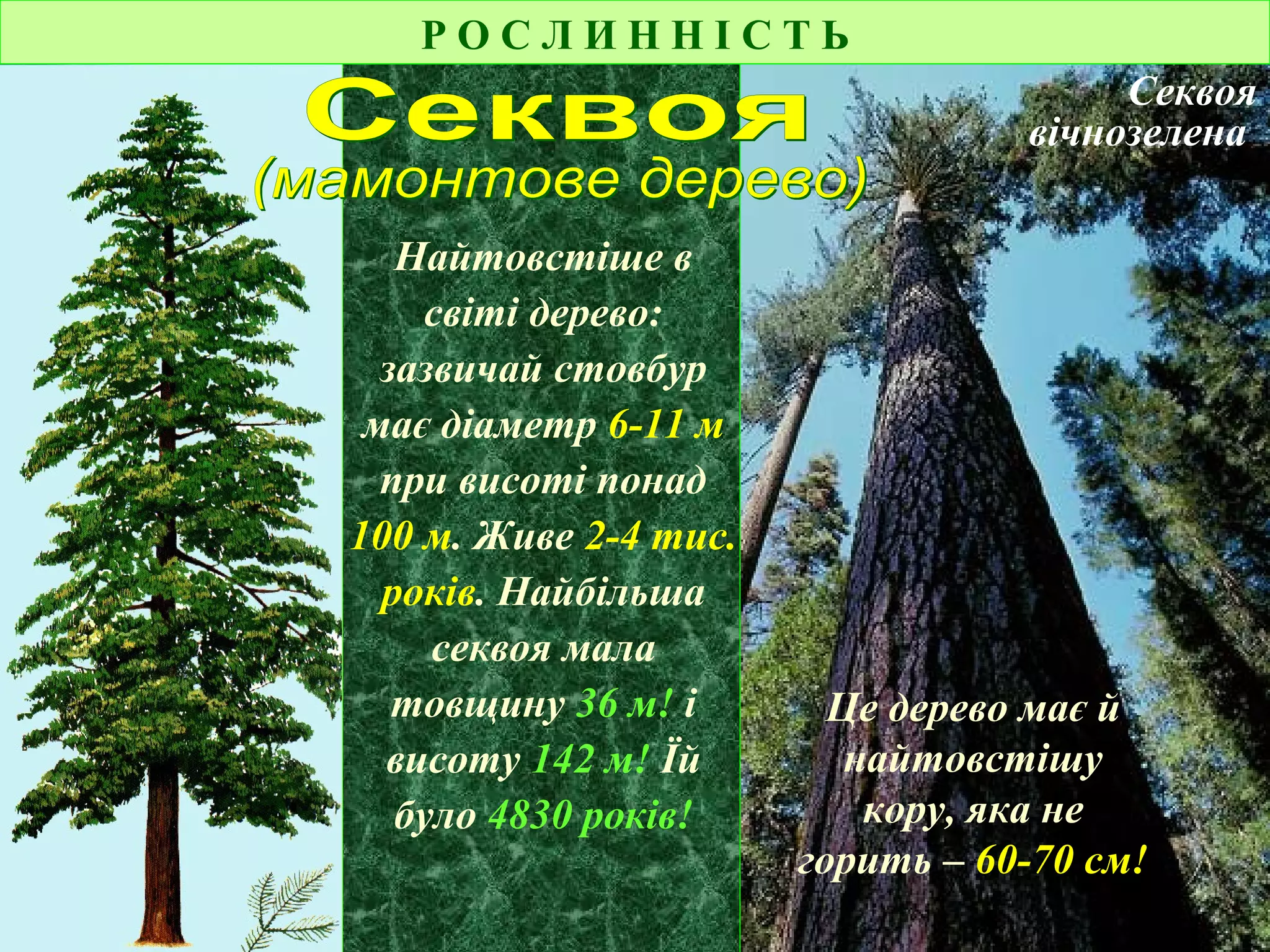 Р О С Л И Н Н І С Т Ь
Секвоя
вічнозелена
Найтовстіше в
світі дерево:
зазвичай стовбур
має діаметр 6-11 м
при висоті понад
100 м. Живе 2-4 тис.
років. Найбільша
секвоя мала
товщину 36 м! і
висоту 142 м! Їй
було 4830 років!
Це дерево має й
найтовстішу
кору, яка не
горить – 60-70 см!
 