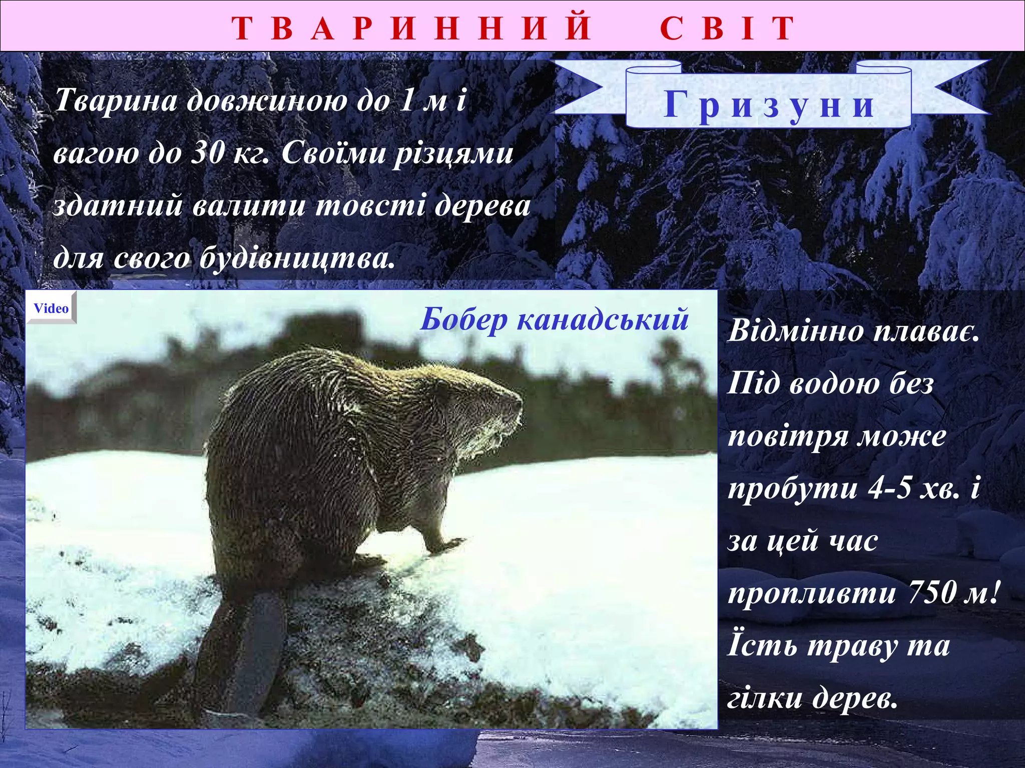 Т В А Р И Н Н И Й С В І Т
Г р и з у н иТварина довжиною до 1 м і
вагою до 30 кг. Своїми різцями
здатний валити товсті дерева
для свого будівництва.
Бобер канадський Відмінно плаває.
Під водою без
повітря може
пробути 4-5 хв. і
за цей час
пропливти 750 м!
Їсть траву та
гілки дерев.
Video
 
