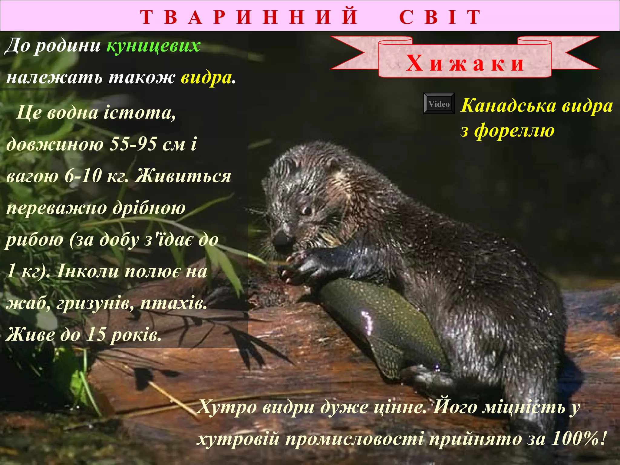Це водна істота,
довжиною 55-95 см і
вагою 6-10 кг. Живиться
переважно дрібною
рибою (за добу з'їдає до
1 кг). Інколи полює на
жаб, гризунів, птахів.
Живе до 15 років.
Канадська видра
з фореллю
Х и ж а к и
До родини куницевих
належать також видра.
Т В А Р И Н Н И Й С В І Т
Хутро видри дуже цінне. Його міцність у
хутровій промисловості прийнято за 100%!
Video
 