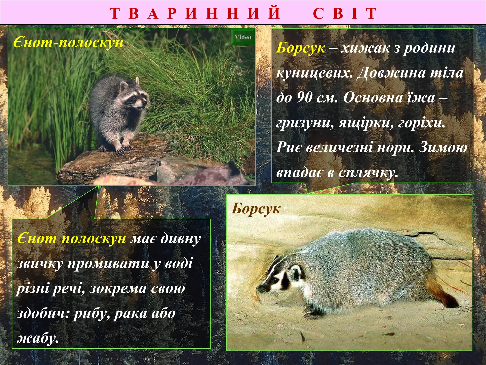 Т В А Р И Н Н И Й С В І Т
Єнот-полоскун
Борсук
Єнот полоскун має дивну
звичку промивати у воді
різні речі, зокрема свою
здобич: рибу, рака або
жабу.
Борсук – хижак з родини
куницевих. Довжина тіла
до 90 см. Основна їжа –
гризуни, ящірки, горіхи.
Риє величезні нори. Зимою
впадає в сплячку.
Video
 