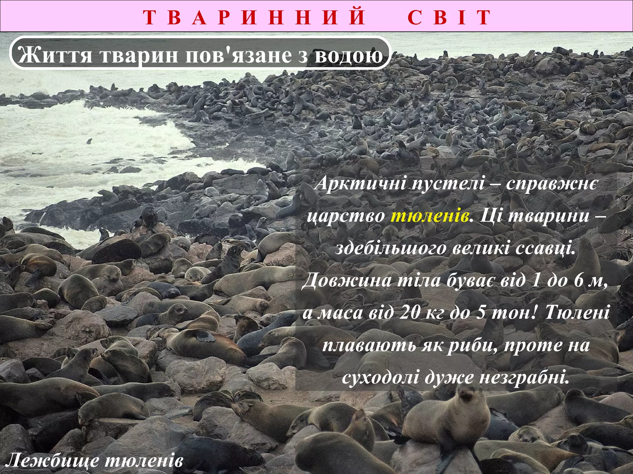 Т В А Р И Н Н И Й С В І Т
Лежбище тюленів
Життя тварин пов'язане з водою
Арктичні пустелі – справжнє
царство тюленів. Ці тварини –
здебільшого великі ссавці.
Довжина тіла буває від 1 до 6 м,
а маса від 20 кг до 5 тон! Тюлені
плавають як риби, проте на
суходолі дуже незграбні.
 