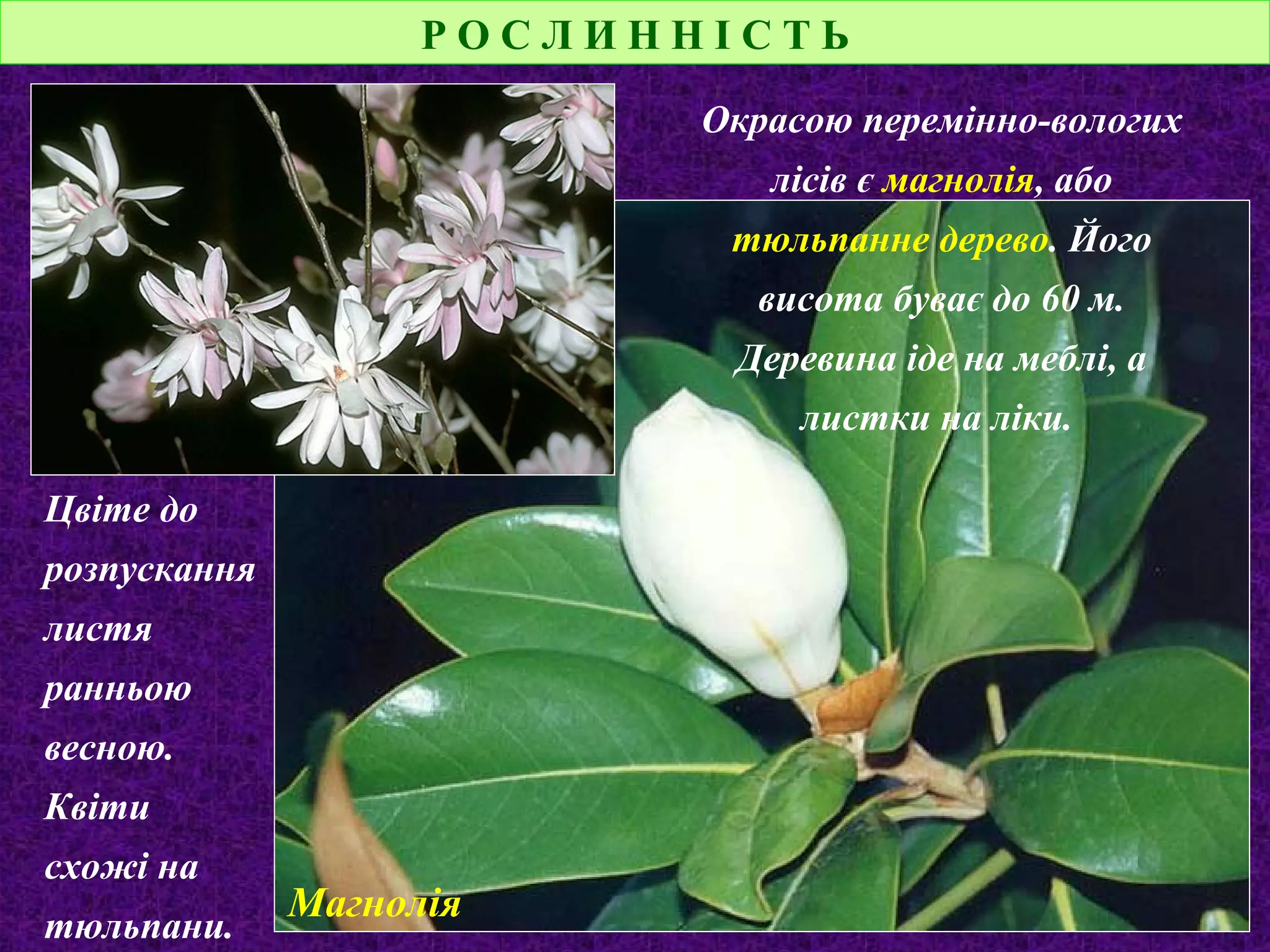 Р О С Л И Н Н І С Т Ь
Окрасою перемінно-вологих
лісів є магнолія, або
тюльпанне дерево. Його
висота буває до 60 м.
Деревина іде на меблі, а
листки на ліки.
Цвіте до
розпускання
листя
ранньою
весною.
Квіти
схожі на
тюльпани.
Магнолія
 