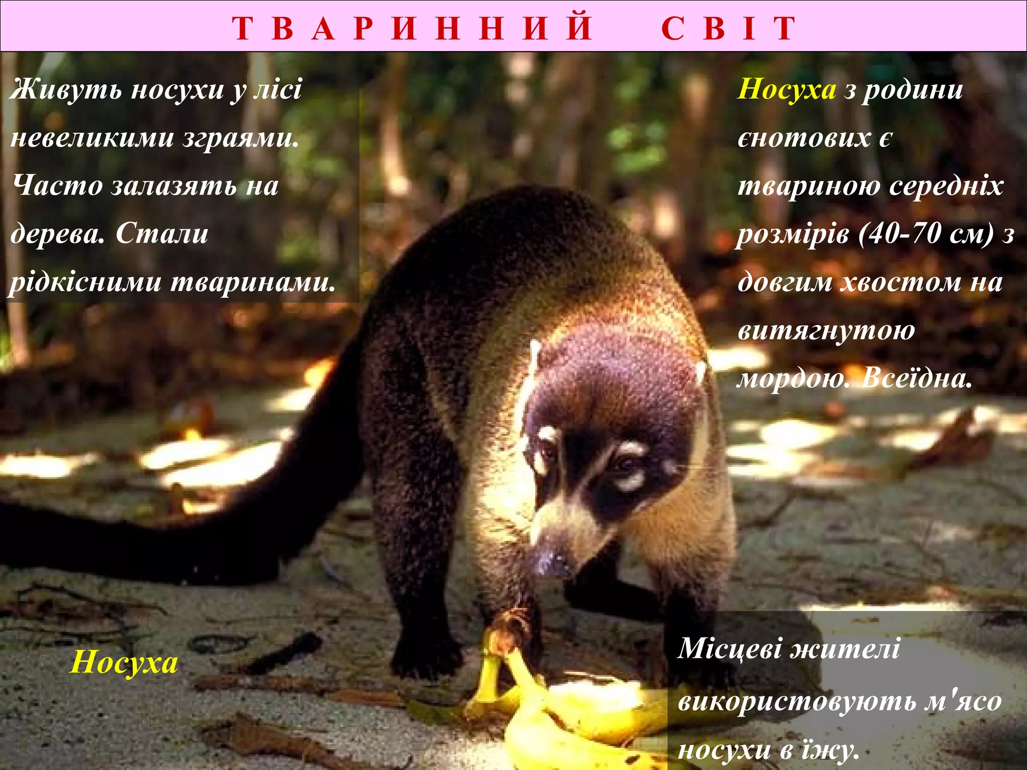 Носуха
Т В А Р И Н Н И Й С В І Т
Носуха з родини
єнотових є
твариною середніх
розмірів (40-70 см) з
довгим хвостом на
витягнутою
мордою. Всеїдна.
Живуть носухи у лісі
невеликими зграями.
Часто залазять на
дерева. Стали
рідкісними тваринами.
Місцеві жителі
використовують м'ясо
носухи в їжу.
 