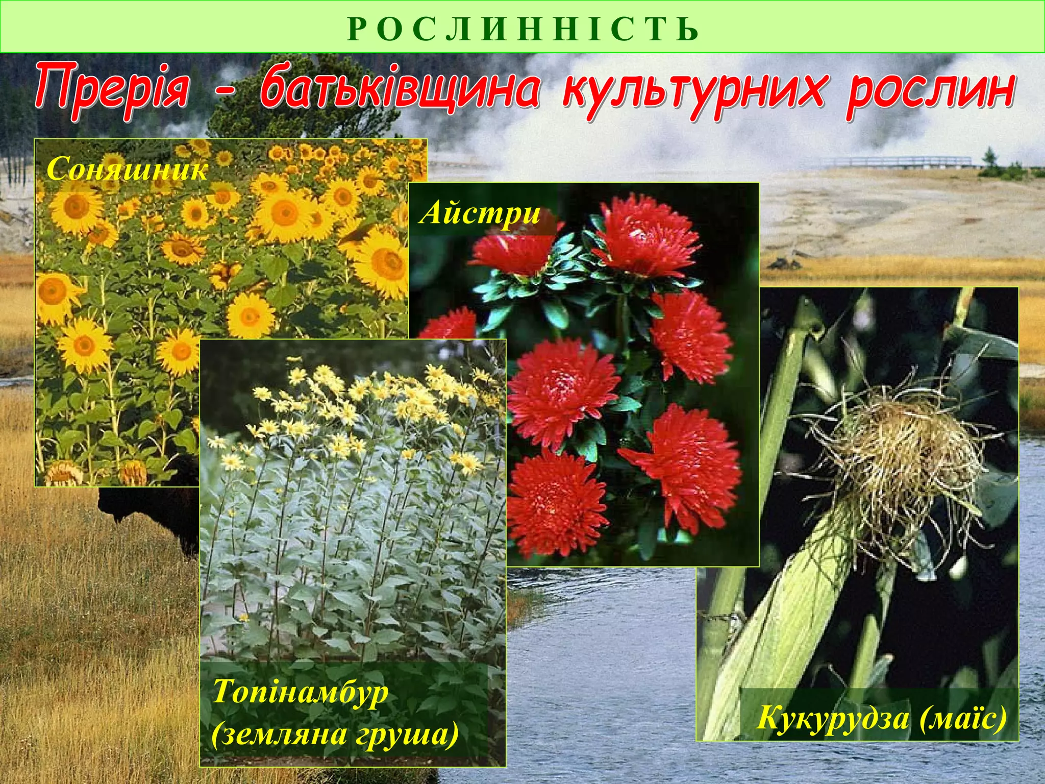 Р О С Л И Н Н І С Т Ь
Соняшник
Кукурудза (маїс)
Айстри
Топінамбур
(земляна груша)
 