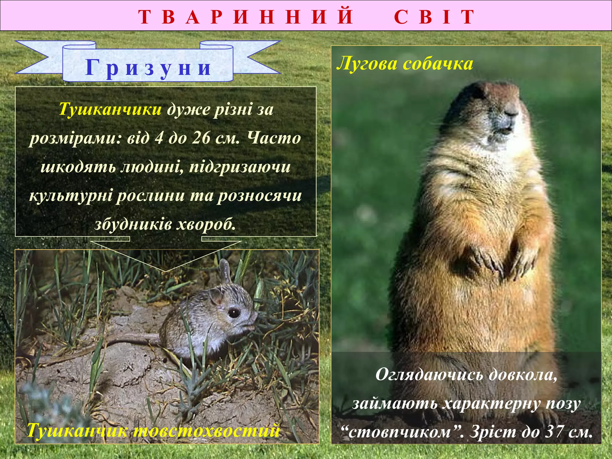 Т В А Р И Н Н И Й С В І Т
Тушканчик товстохвостий
Г р и з у н и
Лугові собачки – ендеміками
північноамериканських прерій.
Вони є проміжним родом між
байбаками та ховрахами.
Живуть великими колоніями.
Можуть голосно гавкати, за
що одержали свою назву.
Лугова собачка
Оглядаючись довкола,
займають характерну позу
“стовпчиком”. Зріст до 37 см.
Тушканчики дуже різні за
розмірами: від 4 до 26 см. Часто
шкодять людині, підгризаючи
культурні рослини та розносячи
збудників хвороб.
 