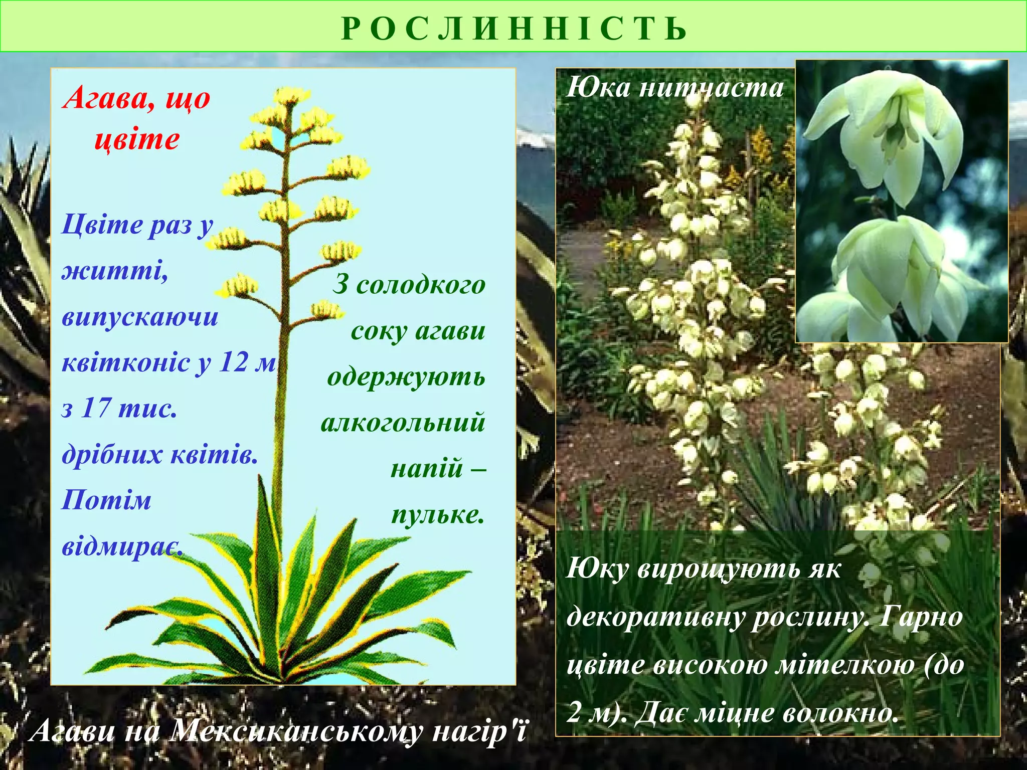 Р О С Л И Н Н І С Т Ь
Агави на Мексиканському нагір'ї
Агава, що
цвіте
Цвіте раз у
житті,
випускаючи
квітконіс у 12 м
з 17 тис.
дрібних квітів.
Потім
відмирає.
З солодкого
соку агави
одержують
алкогольний
напій –
пульке.
Юку вирощують як
декоративну рослину. Гарно
цвіте високою мітелкою (до
2 м). Дає міцне волокно.
Юка нитчаста
 