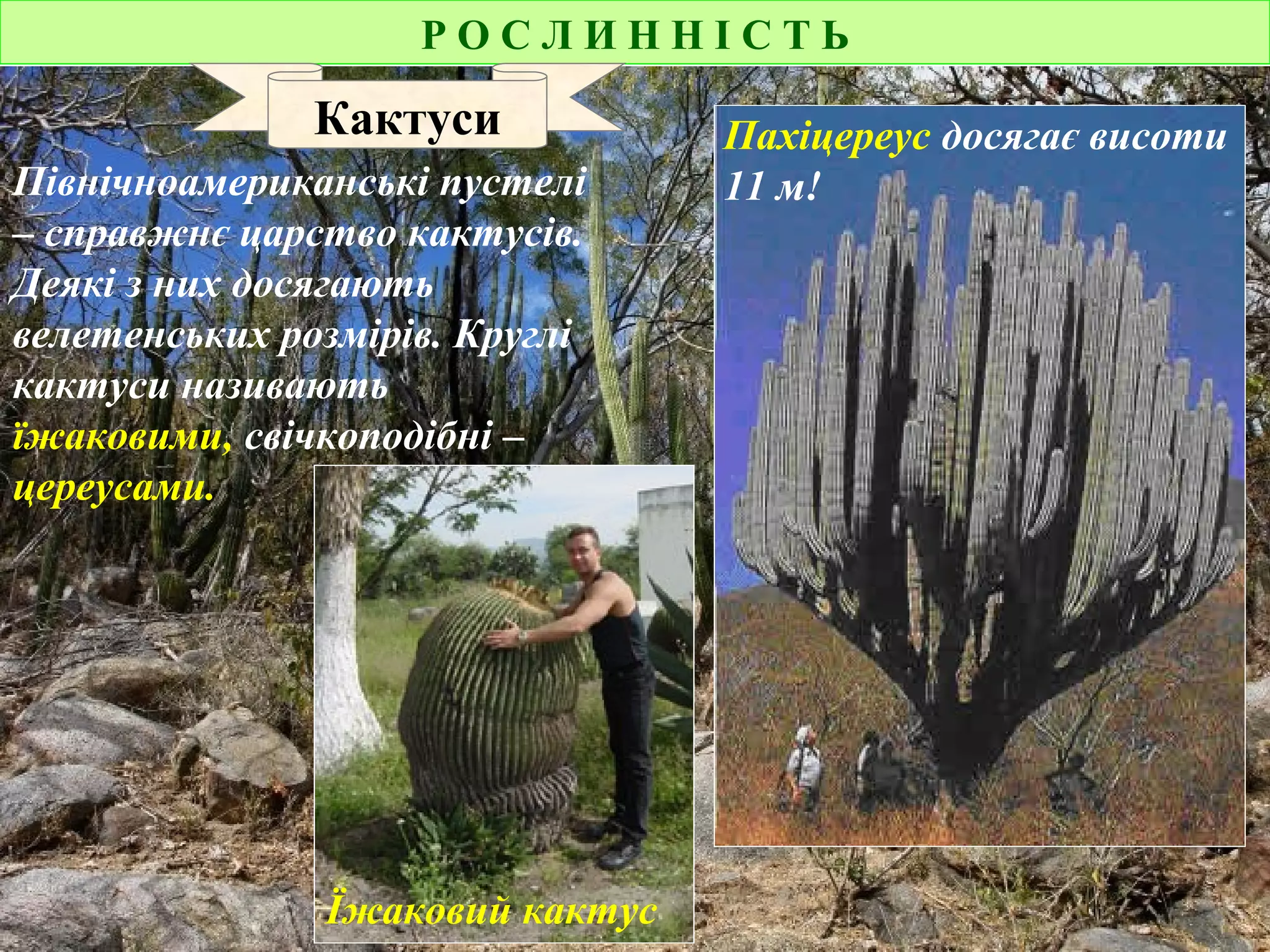Р О С Л И Н Н І С Т Ь
Кактуси
Північноамериканські пустелі
– справжнє царство кактусів.
Деякі з них досягають
велетенських розмірів. Круглі
кактуси називають
їжаковими, свічкоподібні –
цереусами.
Пахіцереус досягає висоти
11 м!
Їжаковий кактус
 
