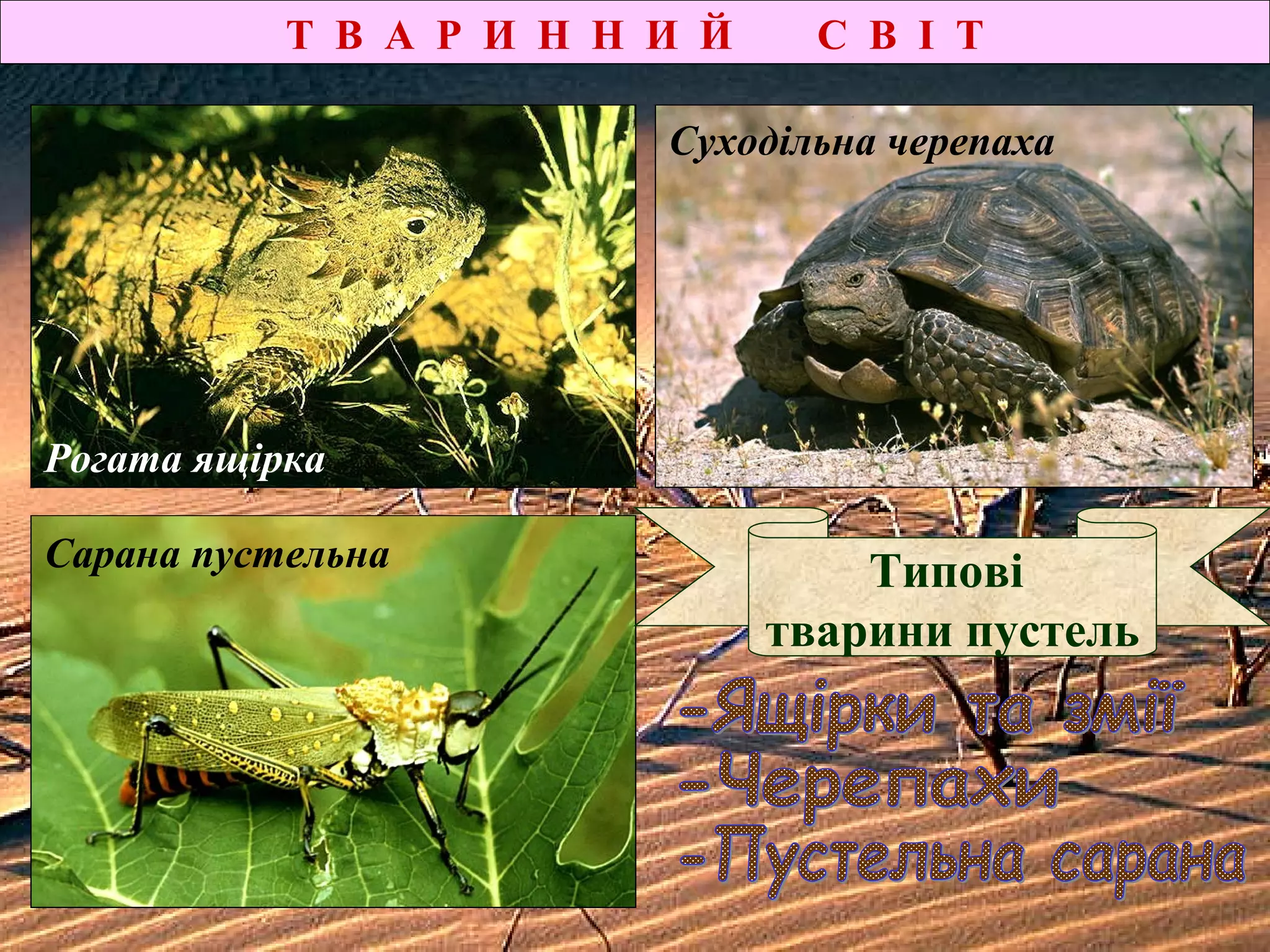 Т В А Р И Н Н И Й С В І Т
Сарана пустельна
Суходільна черепаха
Рогата ящірка
Типові
тварини пустель
 