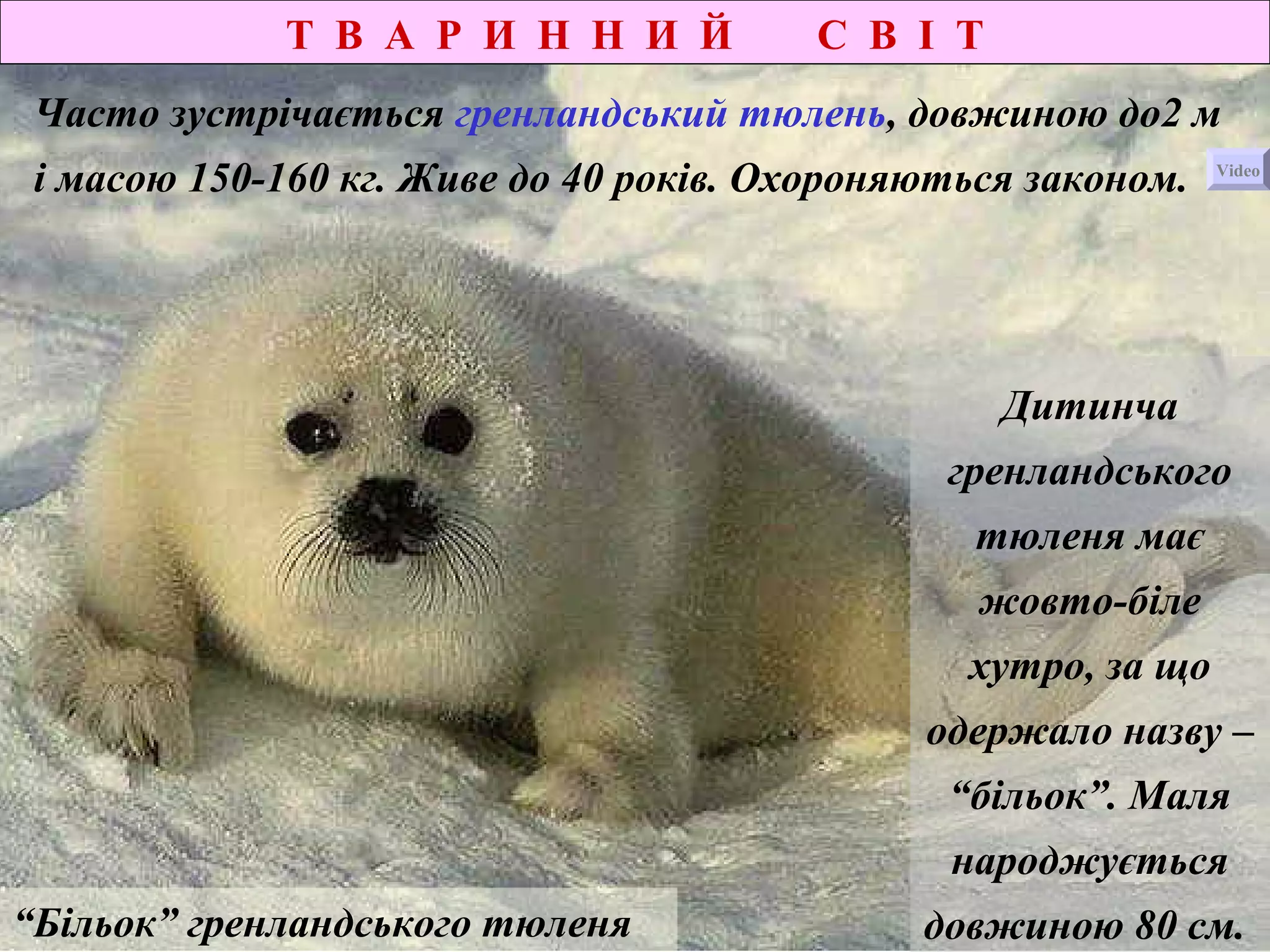 Т В А Р И Н Н И Й С В І Т
“Більок” гренландського тюленя
Часто зустрічається гренландський тюлень, довжиною до2 м
і масою 150-160 кг. Живе до 40 років. Охороняються законом.
Дитинча
гренландського
тюленя має
жовто-біле
хутро, за що
одержало назву –
“більок”. Маля
народжується
довжиною 80 см.
Video
 