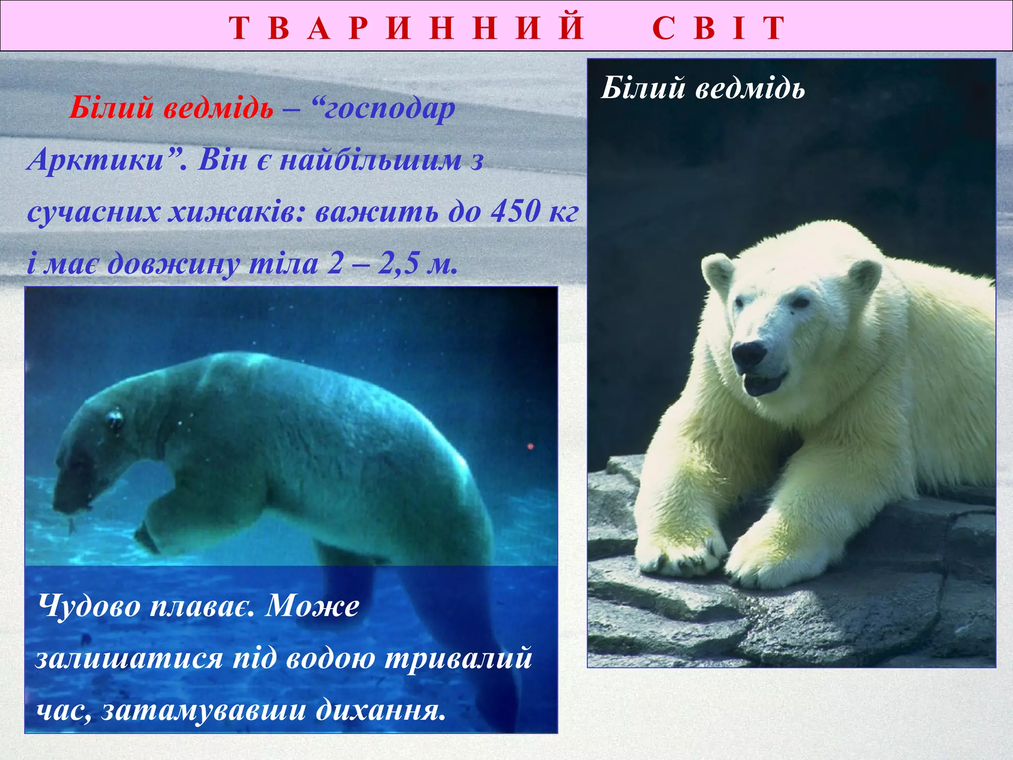 Т В А Р И Н Н И Й С В І Т
Білий ведмідь – “господар
Арктики”. Він є найбільшим з
сучасних хижаків: важить до 450 кг
і має довжину тіла 2 – 2,5 м.
Чудово плаває. Може
залишатися під водою тривалий
час, затамувавши дихання.
Білий ведмідь
 