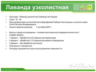 www.themegallery.com
Лаванда узколистная
• Культура: Лаванда узколистная (лаванда настоящая)
• Сорт: В – 34
• Под руководством учителя биологии Дорофеевой Любови Анатольевны и учителя химии
Литке Наталии Владимировны
• Начало ведения дневника 1 сентября 2007 г.
• Метод и прием исследования – полевой краткосрочный предварительный опыт.
• СХЕМА ОПЫТА
• 1 вариант – обработка 0,3% водным раствором меда
• 2 вариант – обработка 0,1% водным раствором гетероауксина
• 3 вариант – без обработки (контроль)
• Повторность трехкратная;
• Площадь защищенного грунта для укоренения черенков 3 м
 