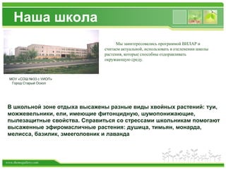 www.themegallery.com
Наша школа
МОУ «СОШ №33 с УИОП»
Город Старый Оскол
В школьной зоне отдыха высажены разные виды хвойных растений: туи,
можжевельники, ели, имеющие фитонцидную, шумопонижающие,
пылезащитные свойства. Справиться со стрессами школьникам помогают
высаженные эфиромасличные растения: душица, тимьян, монарда,
мелисса, базилик, змееголовник и лаванда
Мы заинтересовались программой ВИЛАР и
считаем актуальной, использовать в озеленении школы
растения, которые способны оздоравливать
окружающую среду.
 