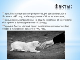 *Первый из известных в мире приютов для собак появился в
Японии в 1695 году; в нём содержалось 50 тысяч животных;
*Первый закон, направленный на защиту животных от жестокости,
был принят в Великобритании в 1822 году;
*Первый в России частный приют для бездомных животных был
создан в Московской области в 1990 году.
 
