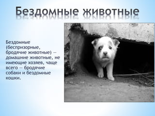 Бездомные
(беспризорные,
бродячие животные) —
домашние животные, не
имеющие хозяев, чаще
всего — бродячие
собаки и бездомные
кошки.
 