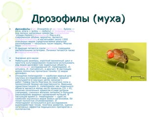 Дрозофилы (муха)Дрозофилы (муха)
• Дрозофи́лы (лат. Drosophila от др.-греч. δρόσος —
роса, влага + φιλέω — любить) — плодовые мушки,
род мелких насекомых семейства Drosophilidae
отряда Diptera (Двукрылые). Род в его
современном объёме, вероятно, является
парафилетическим и насчитывает около 1500
описанных видов (предполагаемое реальное
разнообразие — несколько тысяч видов). Многие
виды синантропны.
• В природе питаются соком растений, гниющими
растительными остатками. Личинки питаются также
имикроорганизмами.
• Значение для науки:
• Небольшие размеры, короткий жизненный цикл и
простота культивирования позволили использовать
ряд видов дрозофил как модельные объекты
генетических исследований (D. melanogaster, D.
simulans, D. mercatorum, и другие). В настоящее
время полностью прочитаны геномы 12 видов
дрозофил.
• Drosophila melanogaster — наиболее важный для
научных исследований вид дрозофил. Широко
используется в научных целях начиная с
работ Томаса Ханта Моргана по генетике пола и
хромосомной теории наследственности. Важными
характеристиками D. melanogaster как модельного
объекта является малое число хромосом (2n = 8),
наличие политенных хромосом в ряде органов
(например, слюнных железах личинки) и большое
разнообразие видимых проявлений мутаций. В
настоящее время D. melanogaster — один из
наиболее изученных видов живых организмов. Её
геном полностью отсеквенирован. D.
melanogaster используется для исследования
взаимодействия генов, генетики развития, оценки
негативных эффектов медицинских препаратов и
поллютантов.
 