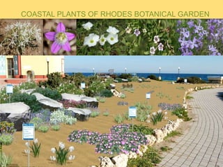 COASTAL PLANTS OF RHODES BOTANICAL GARDEN
 