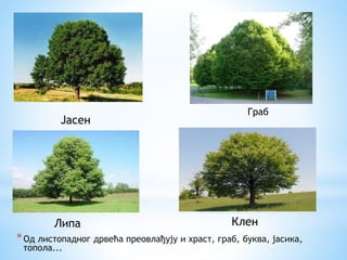 *Од листопадног дрвећа преовлађују и храст, граб, буква, јасика,
топола...
Јасен
Липа Клен
Граб
 