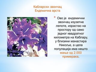* Ово је ендемични
звончац изузетне
лепоте, израстао на
простору од само
једног квадратног
километра на Каблару,
у близини манастира
Никоље, а цела
популација има нешто
мање од 2.000
примерака.
Кабларски звончац
Ендемична врста
 