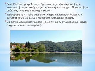 *Река Морава преграђена је бранама па је формирано једно
вештачко језеро – Међувршје, на излазу из клисуре. Погодно је за
риболов, пливање и вожњу чамцем.
*Међувршје је највеће вештачко језеро на Западној Морави. У
близини је Овчар бање и Овчарско-кабларског језера.
*Од фауне доминирају шарани, а од птица ту су мочварице (роде,
гњурци, велики корморани).
 