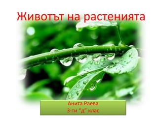Животът на растенията
Aнита Раева
3-ти “д” клас
 