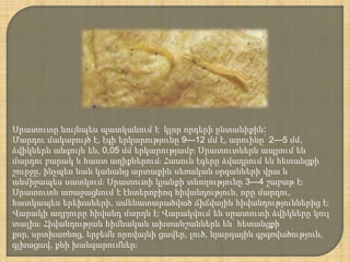 Սրատուտը նույնպես պատկանում է կլոր որդերի ընտանիքին։
Մարդու մակաբույծ է, էգի երկարությունը 9—12 մմ է, արուինը՝ 2—5 մմ,
ձվիկներն անգույն են, 0,05 մմ երկարությամբ։ Սրատուտներն ապրում են
մարդու բարակ և հաստ աղիքներում։ Հասուն էգերը ձվադրում են հետանցքի
շուրջը, ինչպես նաև կանանց արտաքին սեռական օրգանների վրա և
անմիջապես սատկում։ Սրատուտի կյանքի տևողությունը 3—4 շաբաթ է։
Սրատուտն առաջացնում է էնտերոբիոզ հիվանդություն, որը մարդու,
հատկապես երեխաների, ամենատարածված ճիճվային հիվանդություններից է։
Վարակի աղբյուրը հիվանդ մարդն է։ Վարակվում են սրատուտի ձվիկները կուլ
տալիս։ Հիվանդության հիմնական ախտանշաններն են՝ հետանցքի
քոր, սրտխառնոց, երբեմն որովայնի ցավեր, լուծ, նյարդային գրգռվածություն,
գլխացավ, քնի խանգարումներ։
 