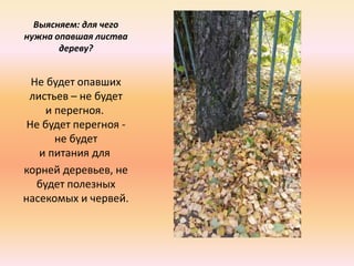 Выясняем: для чего
нужна опавшая листва
дереву?
Не будет опавших
листьев – не будет
и перегноя.
Не будет перегноя -
не будет
и питания для
корней деревьев, не
будет полезных
насекомых и червей.
 