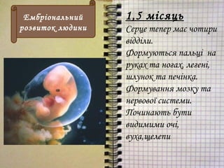 1,5 місяць
Серце тепер має чотири
відділи.
Формуються пальці на
руках та ногах, легені,
шлунок та печінка.
Формування мозку та
нервової системи.
Починають бути
видимими очі,
вуха,щелепи
Ембріональний
розвиток людини
 