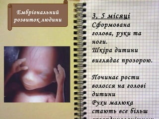 3, 5 місяці
Сформована
голова, руки та
ноги.
Шкіра дитини
виглядає прозорою.
Починає рости
волосся на голові
дитини
Рухи малюка
стають все більш
Ембріональний
розвиток людини
 