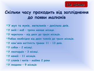 У мух та жуків, метеликів – декілька днів.
У змій і жаб – трохи менше місяця.
У черепахи – від двох до трьох місяців.
Рибам необхідно від двох тижнів до трьох місяців.
У хом'яків вагітність триває 11 – 13 днів.
У собак – 2 місяці.
У леопардів – 3 місяці.
У коней – 11 місяців.
У слонів і китів – майже 2 роки
У людини – 9 місяців
Це цікавоЦе цікаво
 
