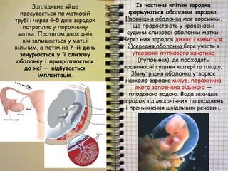 Запліднене яйце
просувається по матковій
трубі і через 4–5 днів зародок
потрапляє у порожнину
матки. Протягом двох днів
він залишається у матці
вільним, а потім на 7-й день
занурюється у її слизову
оболонку і прикріплюється
до неї — відбувається
імплантація.
Із частини клітин зародка
формуються оболонки зародка:
1)зовнішня)зовнішня оболонка має ворсинки,
що проростають у кровоносні
судини слизової оболонки матки.
Через них зародок дихає і живиться;
2)середнясередня оболонка бере участь в
утворенні пупкового канатика
(пуповини), де проходять
кровоносні судини матері та плоду;
3)внутрішнявнутрішня оболонка утворює
навколо зародка міхур, порожнина
якого заповнена рідиною —
плодовою водою. Вода захищає
зародок від механічних пошкоджень
і проникнення шкідливих речовин.
 