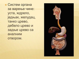  Систем органа
за варење чине:
уста, ждрело,
једњак, желудац,
танко црево,
дебело црево и
задње црево са
аналним
отвором.
 