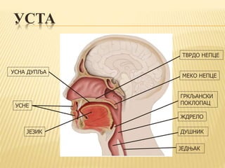 УСТА
УСНА ДУПЉА
ЈЕЗИК
ТВРДО НЕПЦЕ
МЕКО НЕПЦЕ
ГРКЉАНСКИ
ПОКЛОПАЦ
ЖДРЕЛО
ДУШНИК
ЈЕДЊАК
УСНЕ
 