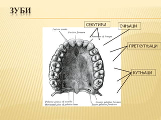 ЗУБИ
СЕКУТИЋИ ОЧЊАЦИ
ПРЕТКУТЊАЦИ
КУТЊАЦИ
 