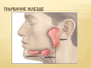 ПЉУВАЧНЕ ЖЛЕЗДЕ
 