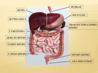 ЈЕДЊАК
ЈЕТРА
ЖУЧНА КЕСА
ЖЕЛУДАЦ
ДВАНАЕСТОПАЛАЧНО
ЦРЕВО
ГУШТЕРАЧА
ДЕБЕЛО ЦРЕВО
ТАНКО ЦРЕВО
СЛЕПО ЦРЕВО ПРАВО ЦРЕВО
АНАЛНИ ОТВОР
 