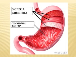 3 СЛОЈА
МИШИЋА
СЛУЗОКОЖА
ЖЕЛУЦА
 