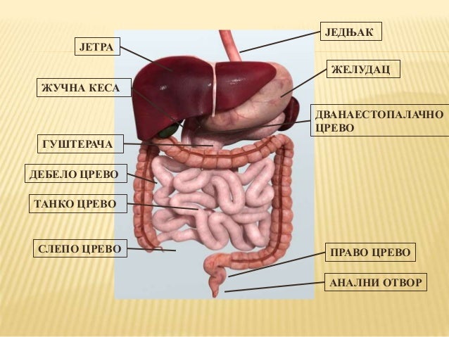 систем органа за варење