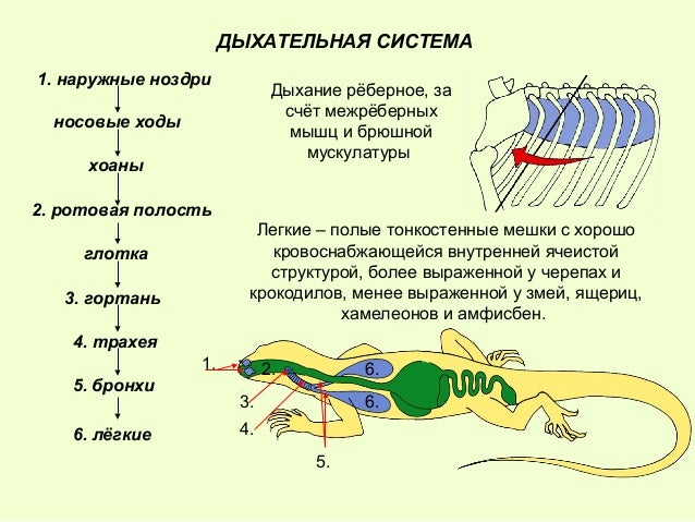 Кровеносная система рептилий таблица